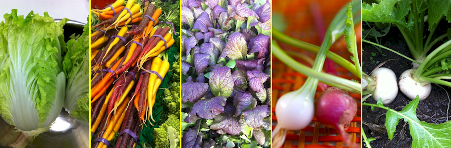 Farm To Fork Sourcing